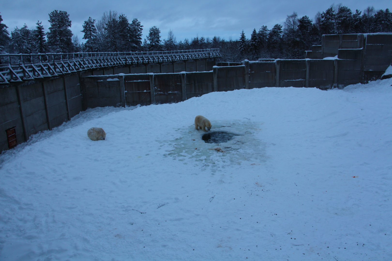 Ranua Wildlife Park - Polar Bear enclosure