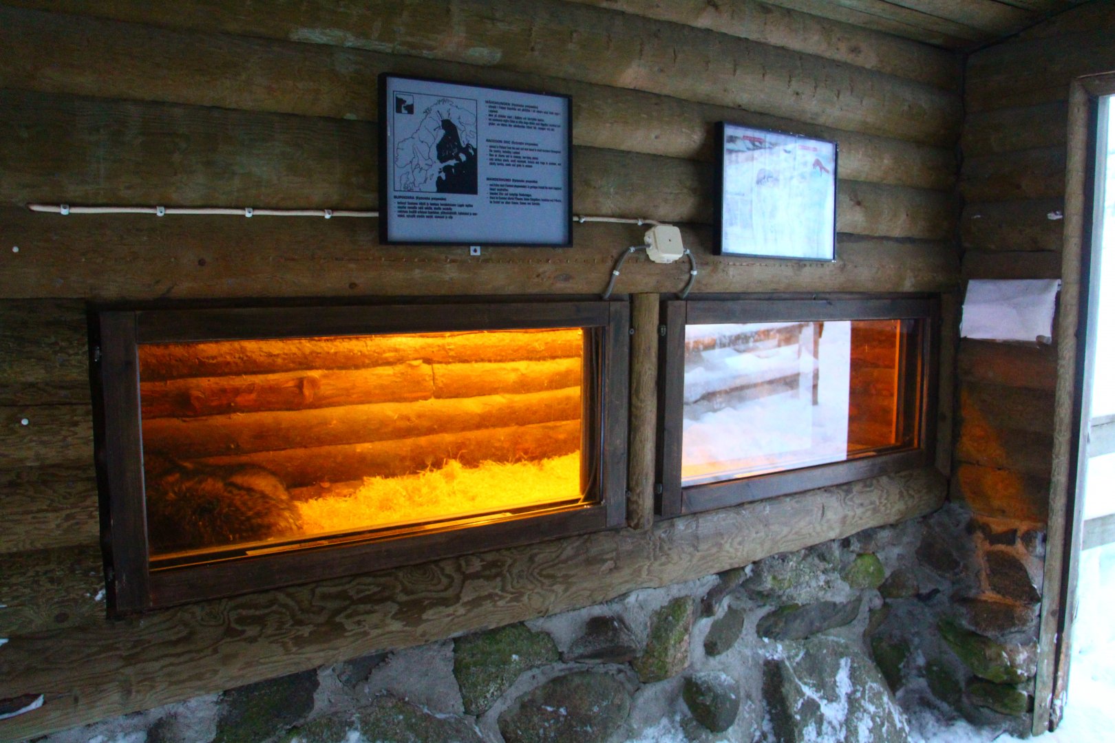 Ranua Wildlife Park - Raccoon Dog den