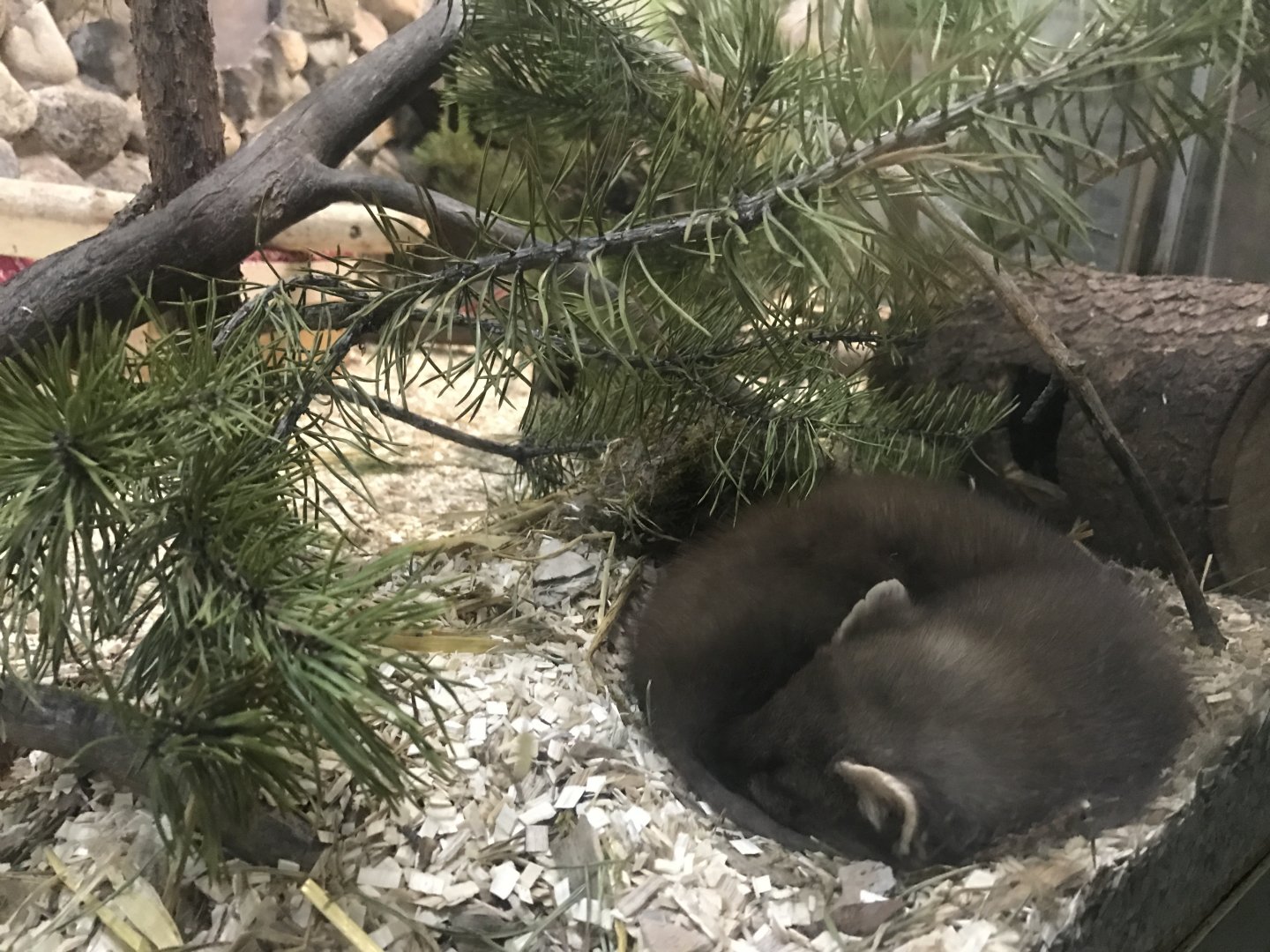 Ranua Zoo - 25th December 2016