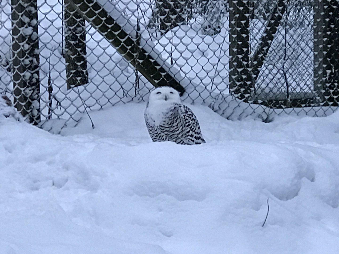 Ranua Zoo - 25th December 2016