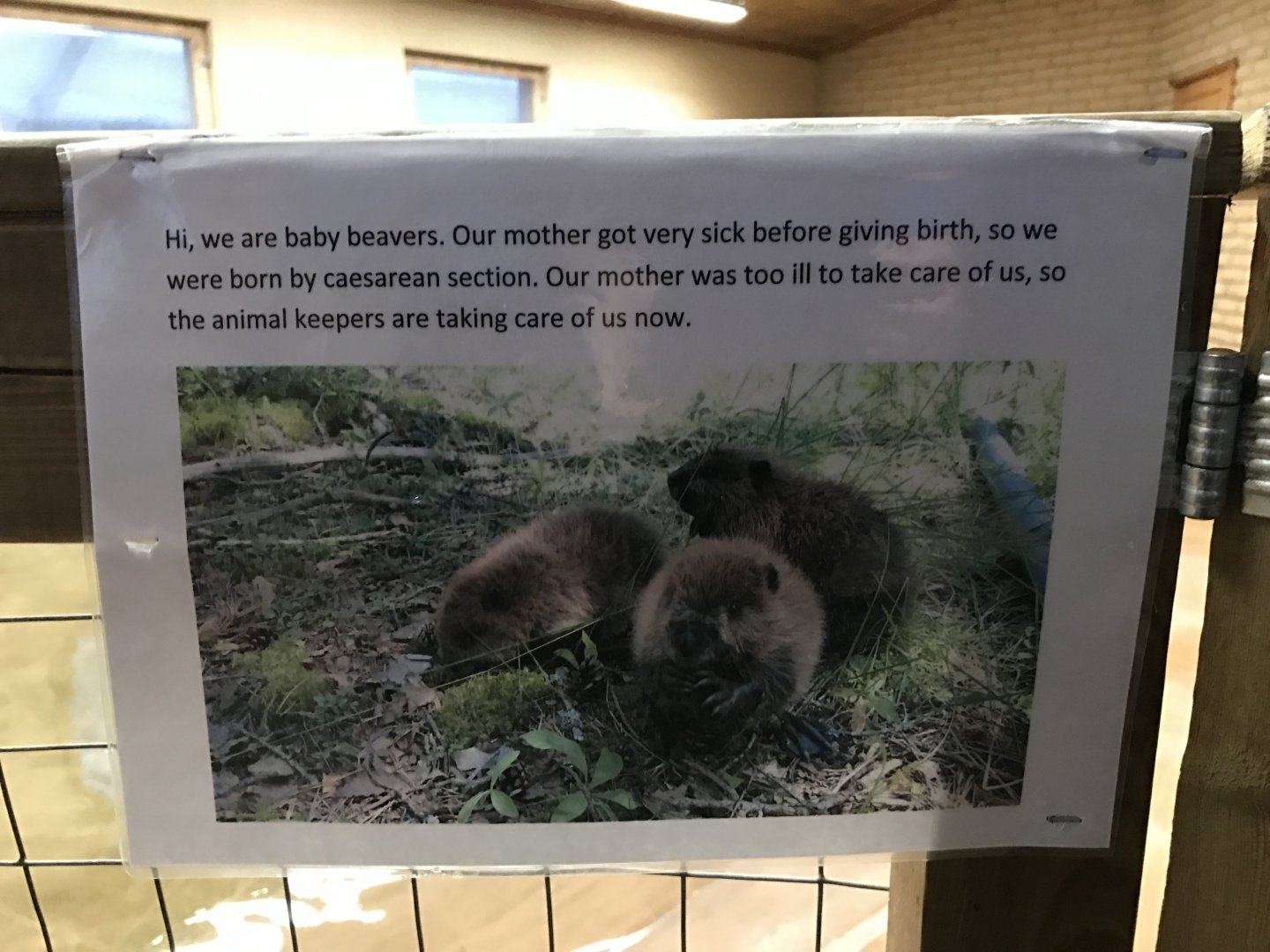 Ranua Zoo - 25th December 2016