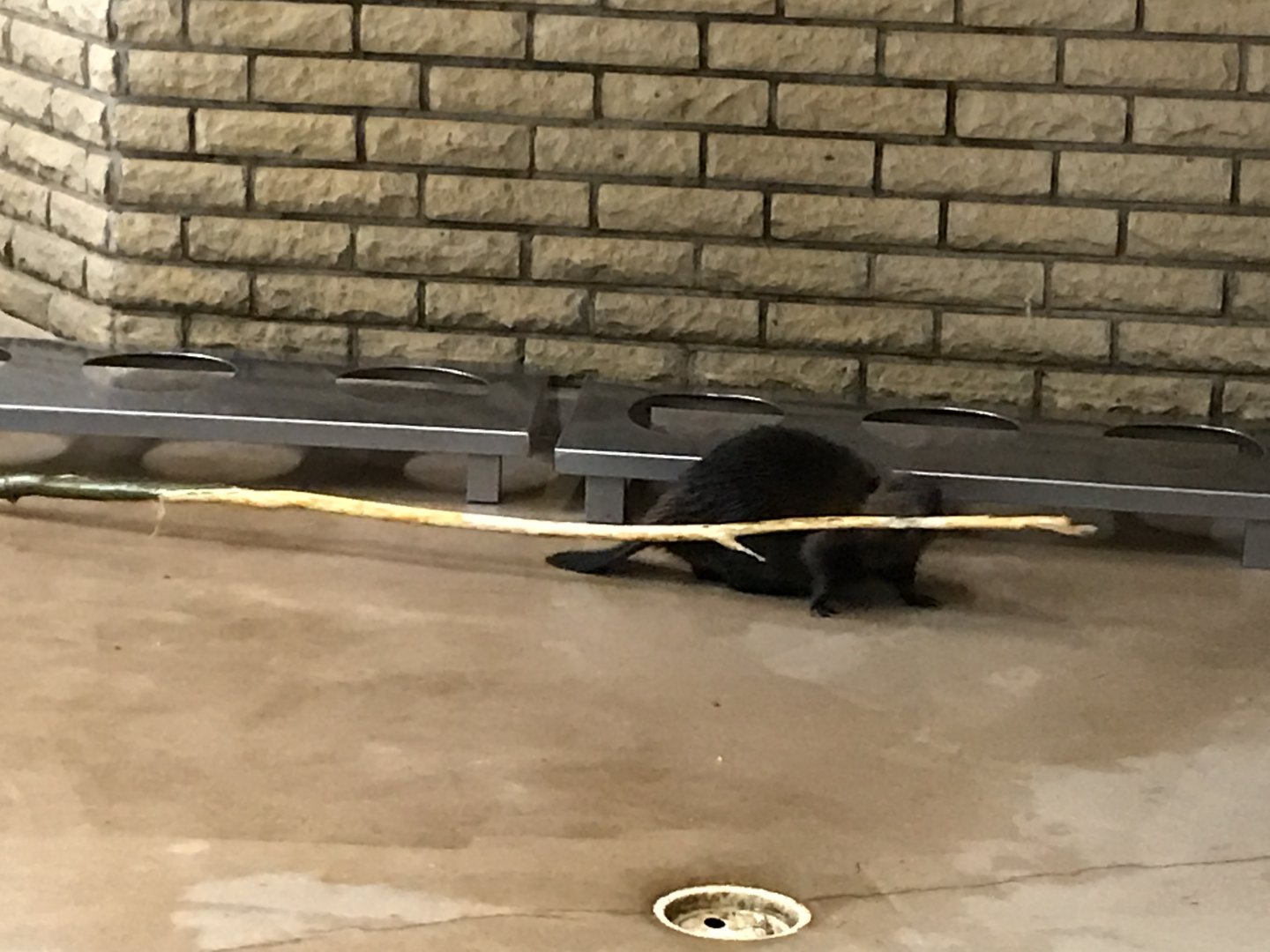 Ranua Zoo - 25th December 2016