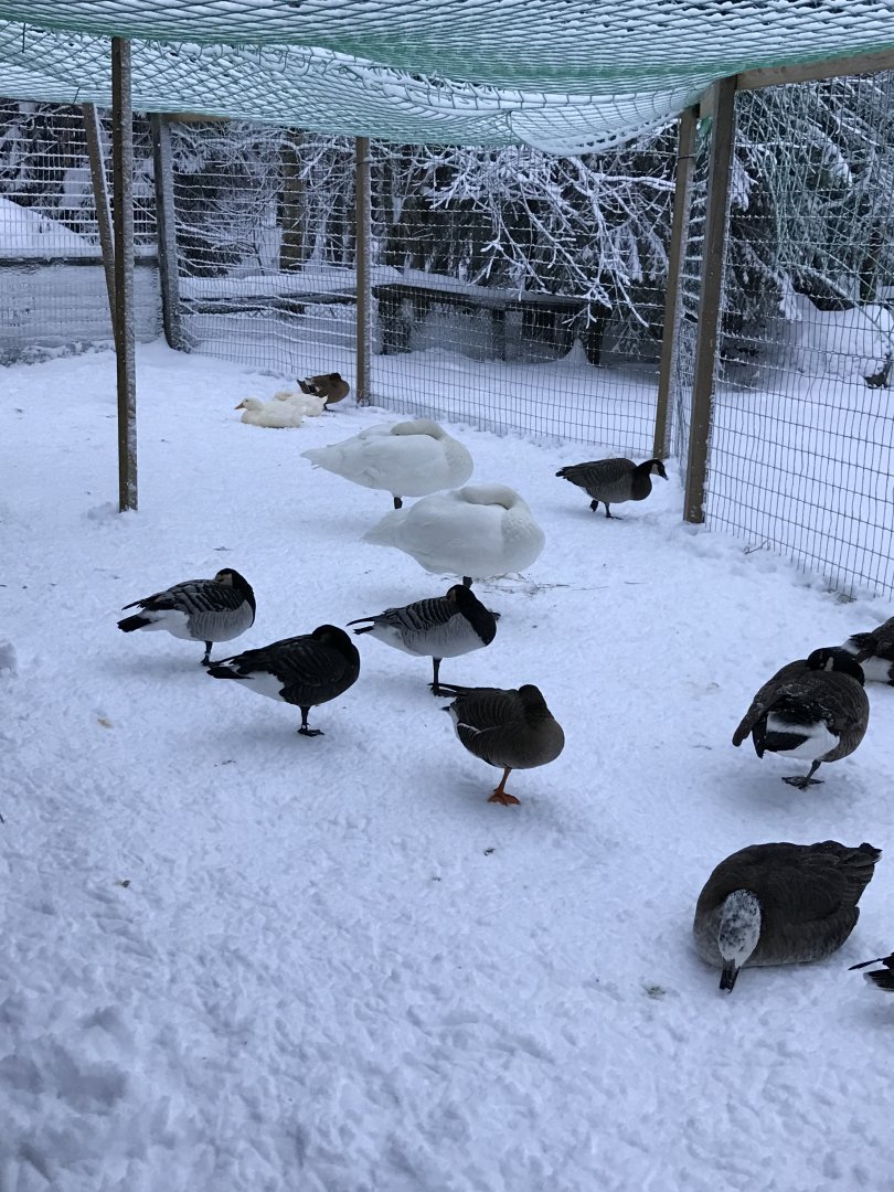 Ranua Zoo - 25th December 2016