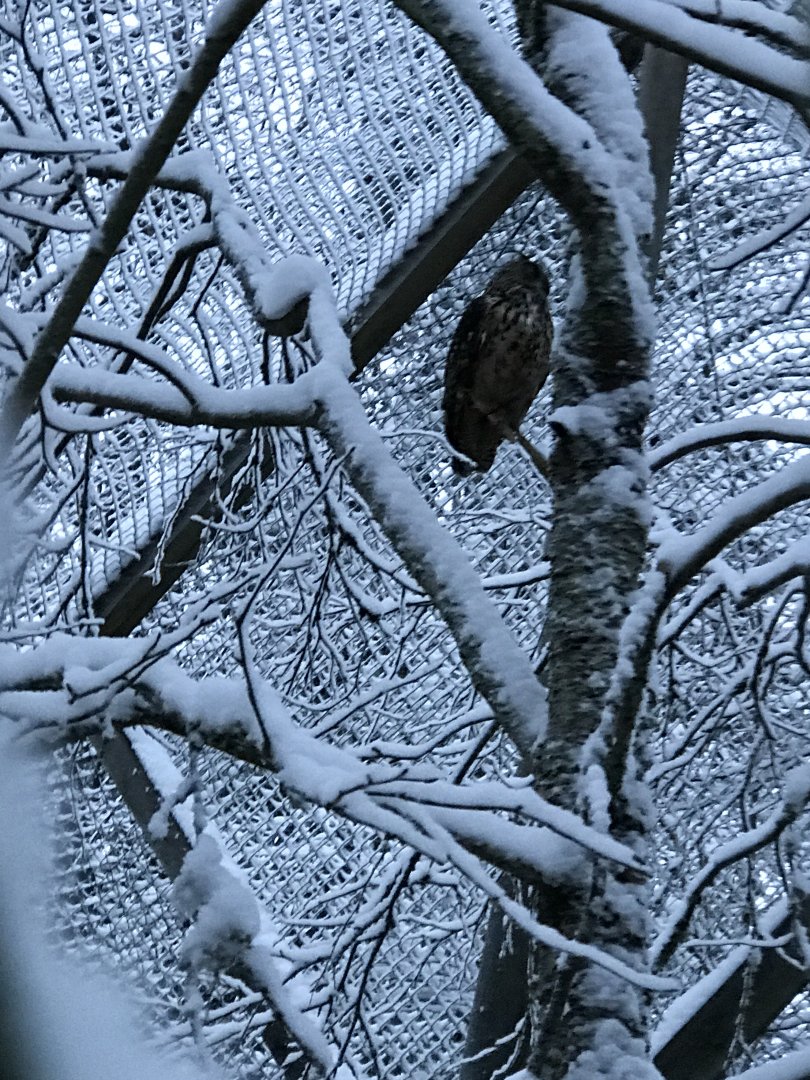 Ranua Zoo - 25th December 2016