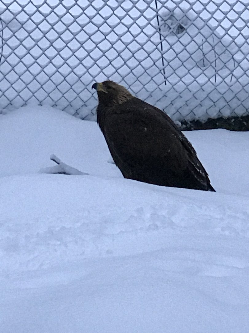 Ranua Zoo - 25th December 2016