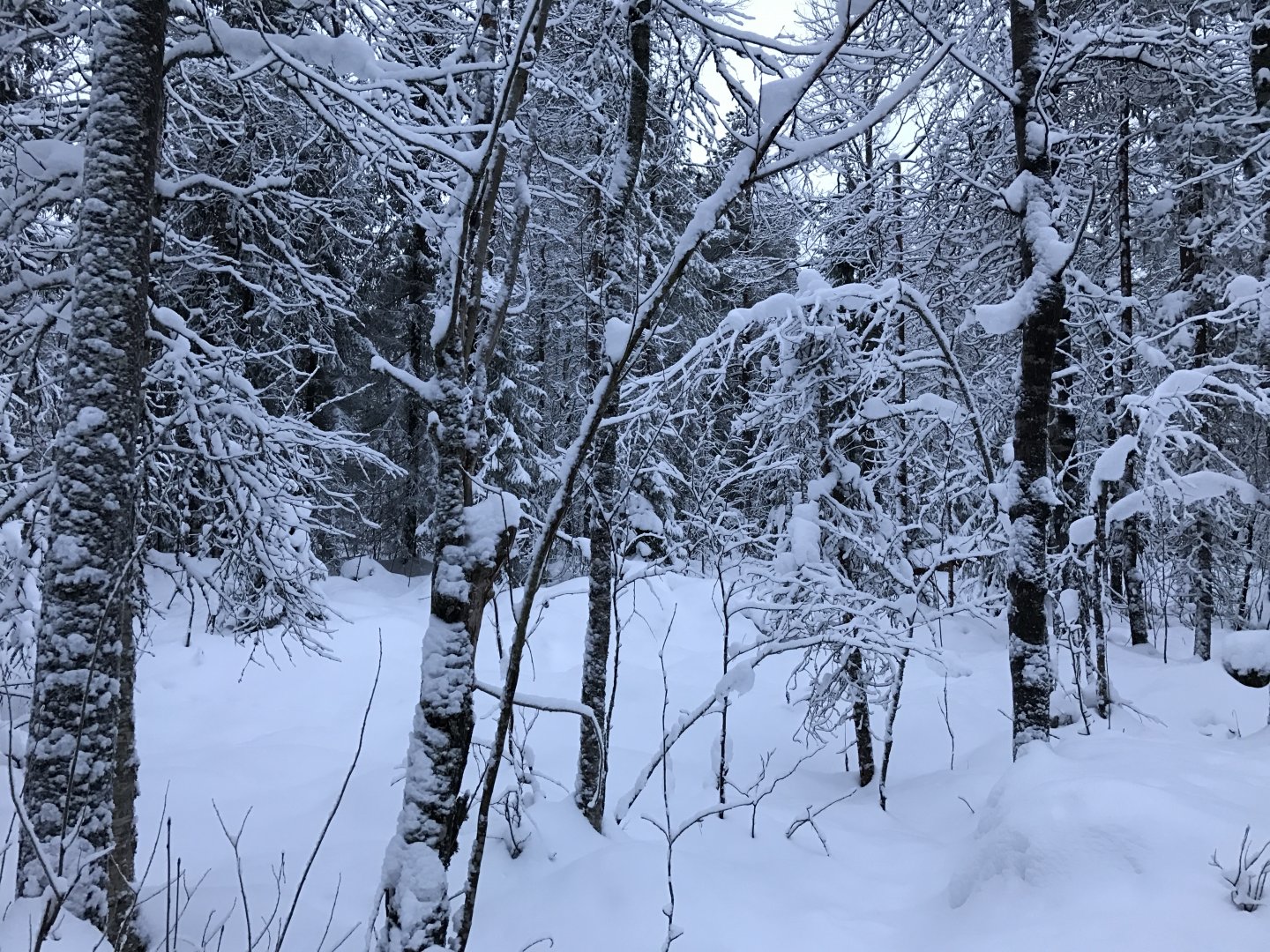 Ranua Zoo - 25th December 2016