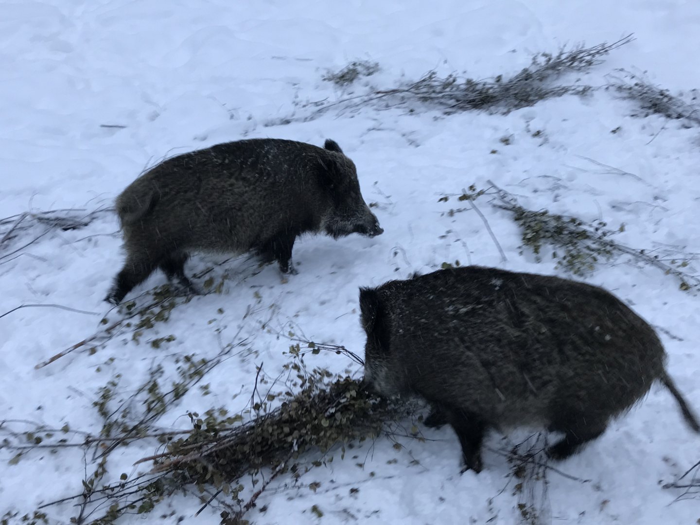 Ranua Zoo - 25th December 2016