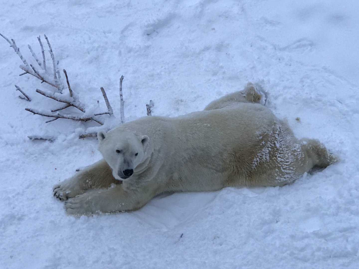 Ranua Zoo - 25th December 2016