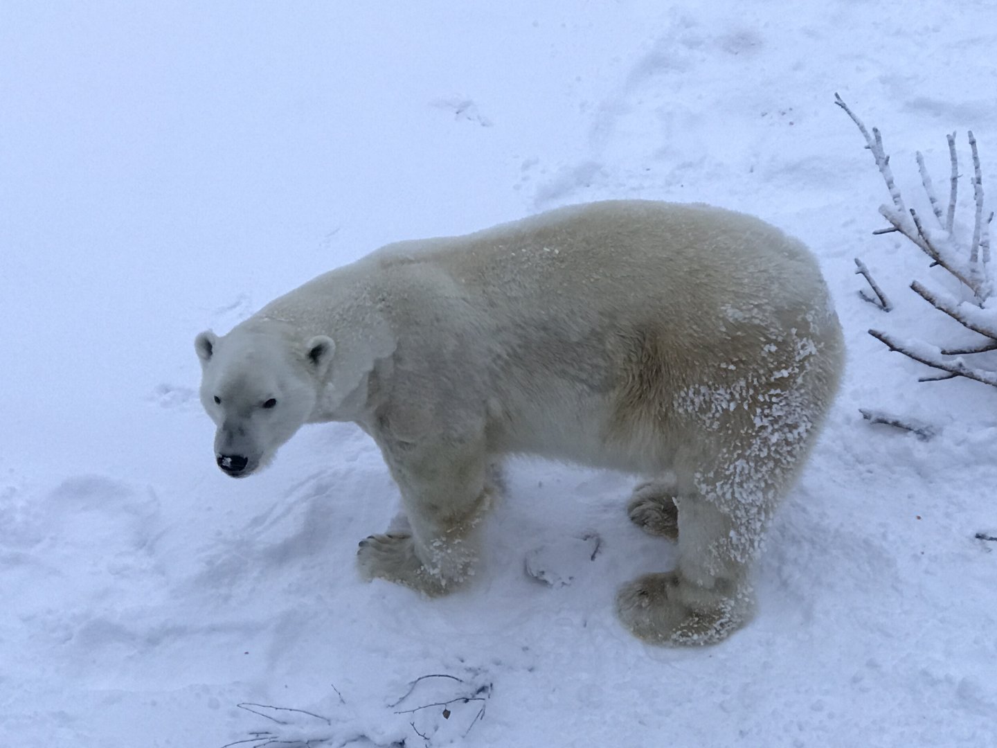 Ranua Zoo - 25th December 2016