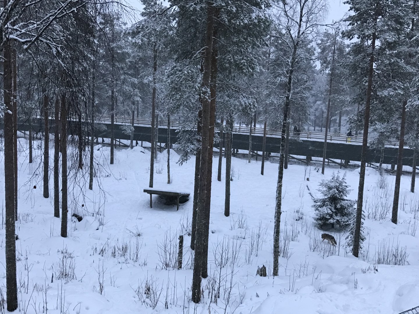 Ranua Zoo - 25th December 2016