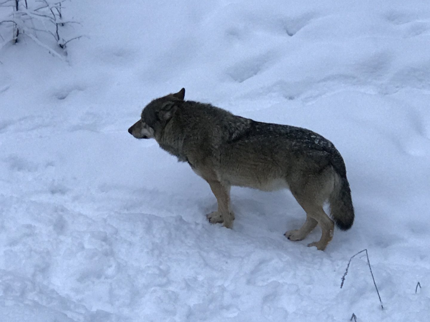 Ranua Zoo - 25th December 2016