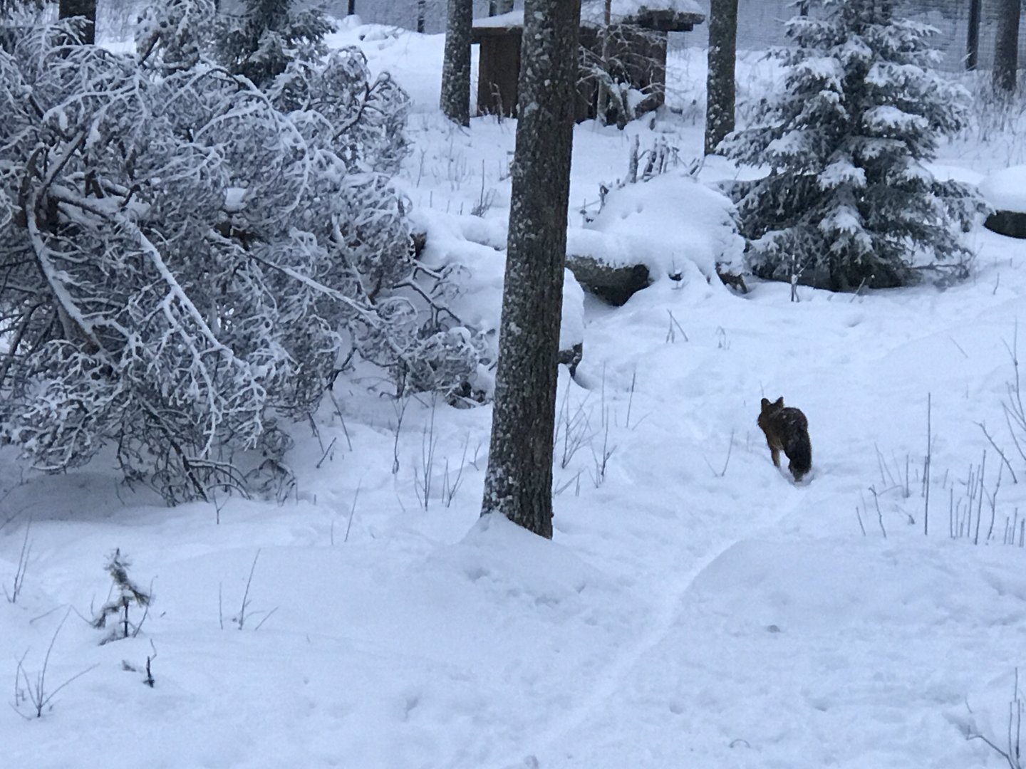 Ranua Zoo - 25th December 2016