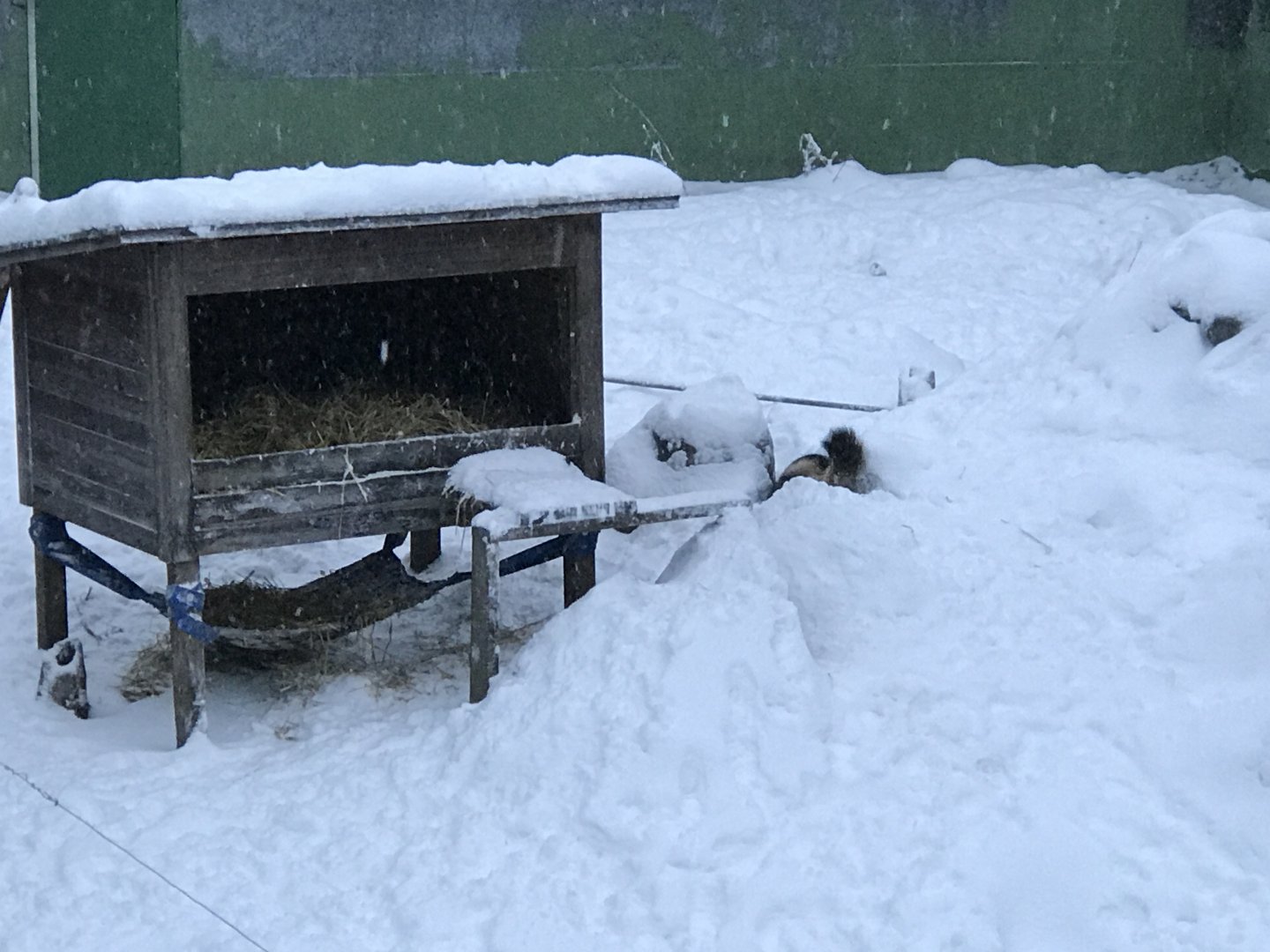 Ranua Zoo - 25th December 2016