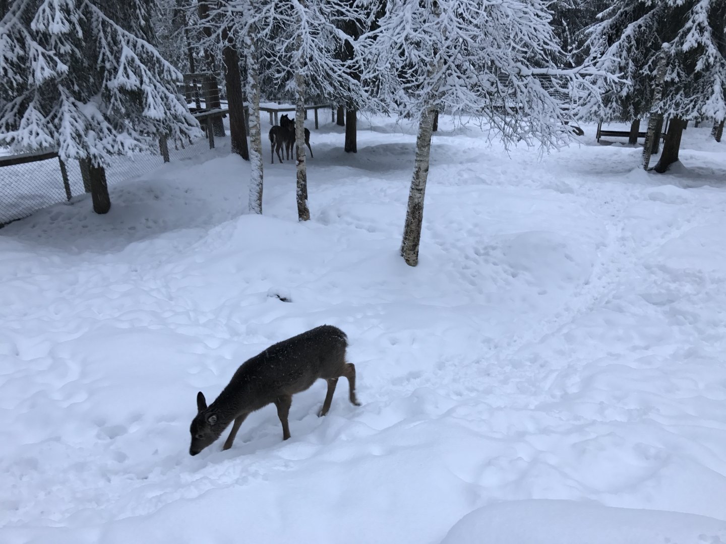 Ranua Zoo - 25th December 2016