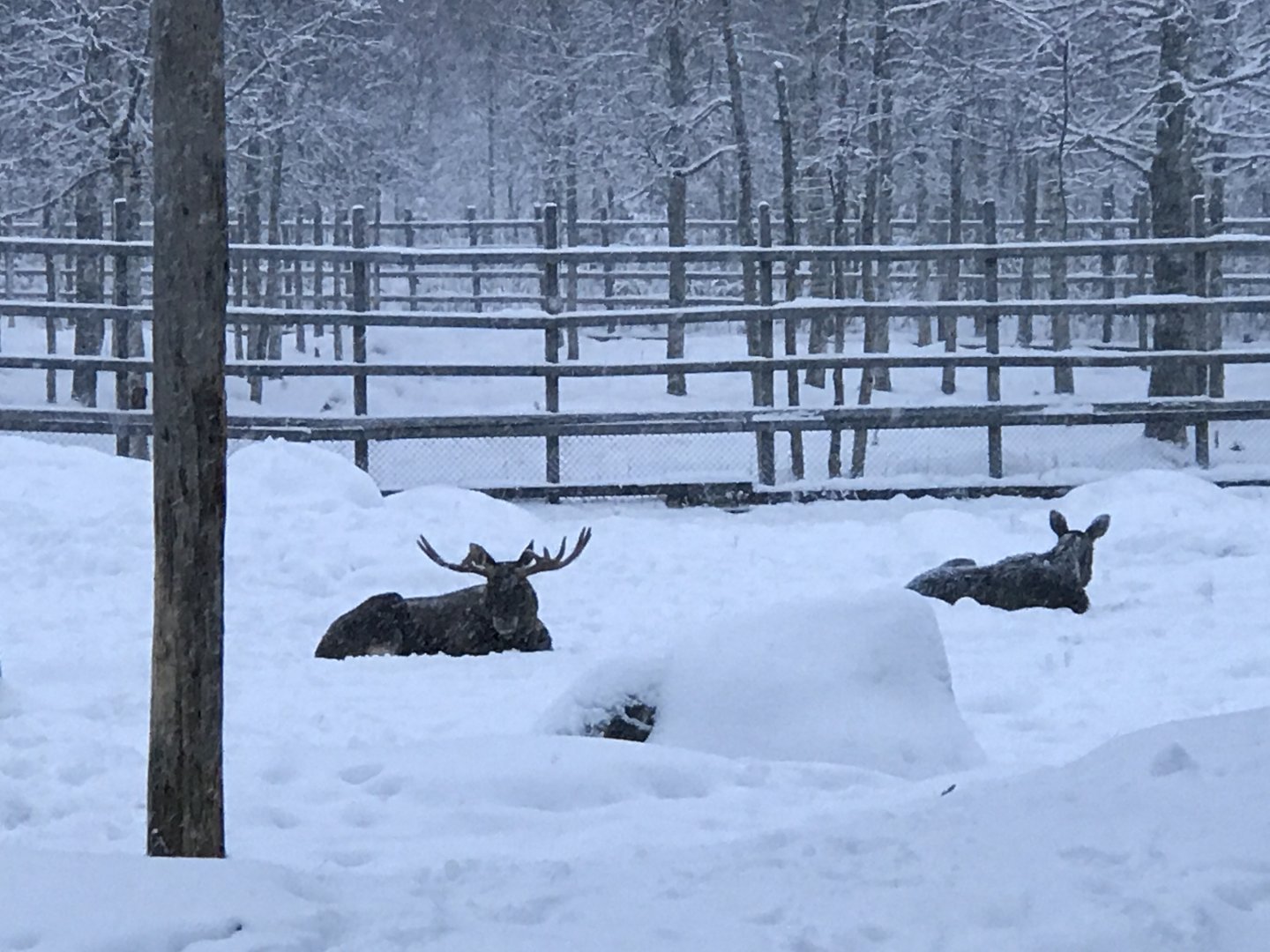 Ranua Zoo - 25th December 2016