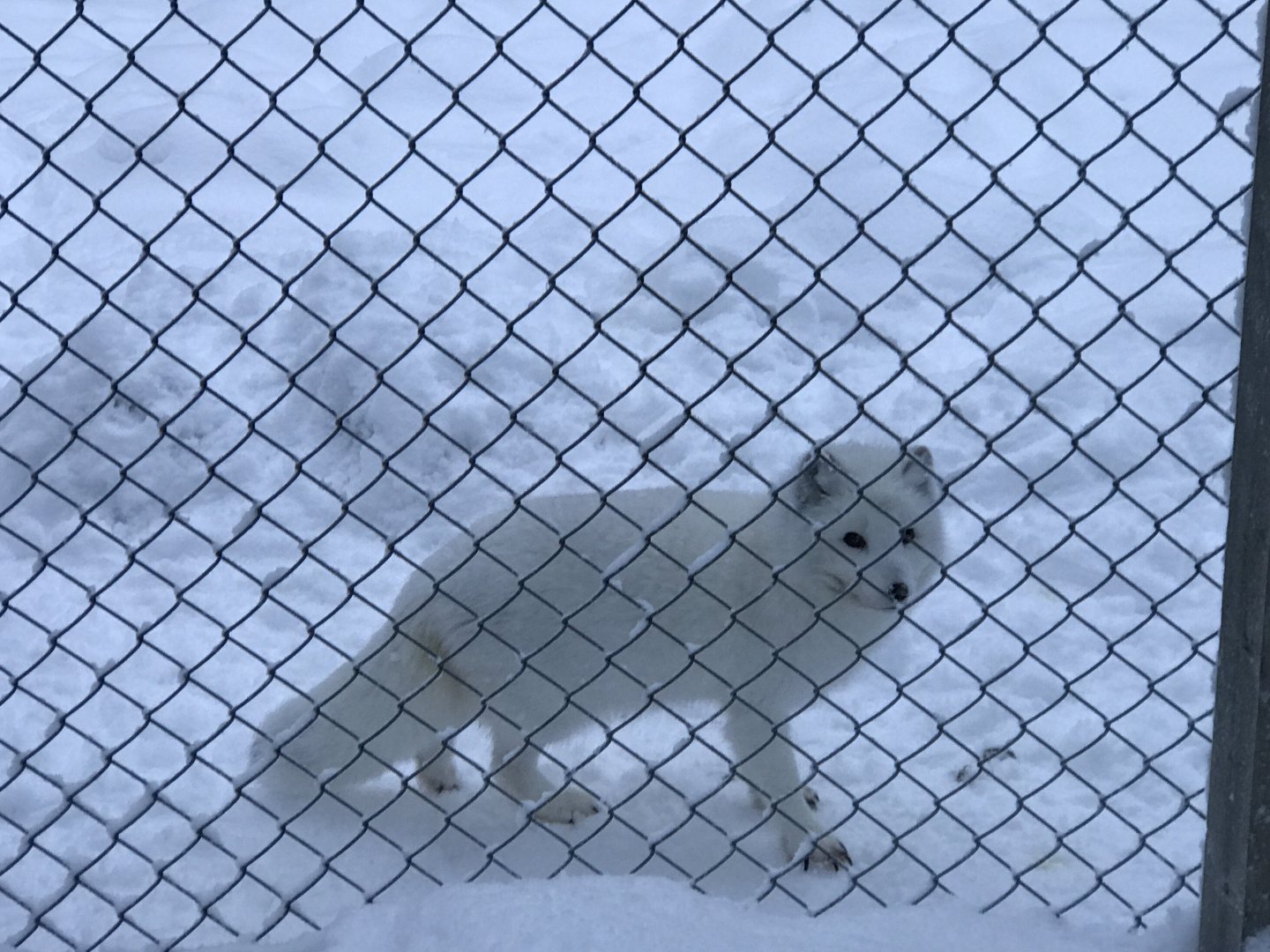 Ranua Zoo - 25th December 2016