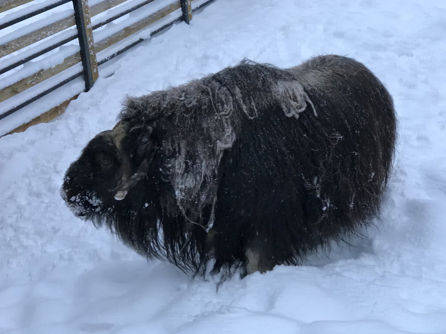 Ranua Zoo - 25th December 2016