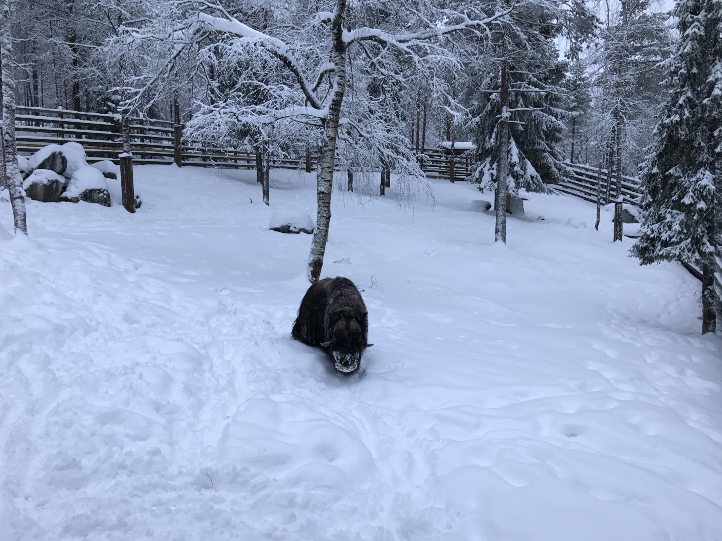 Ranua Zoo - 25th December 2016