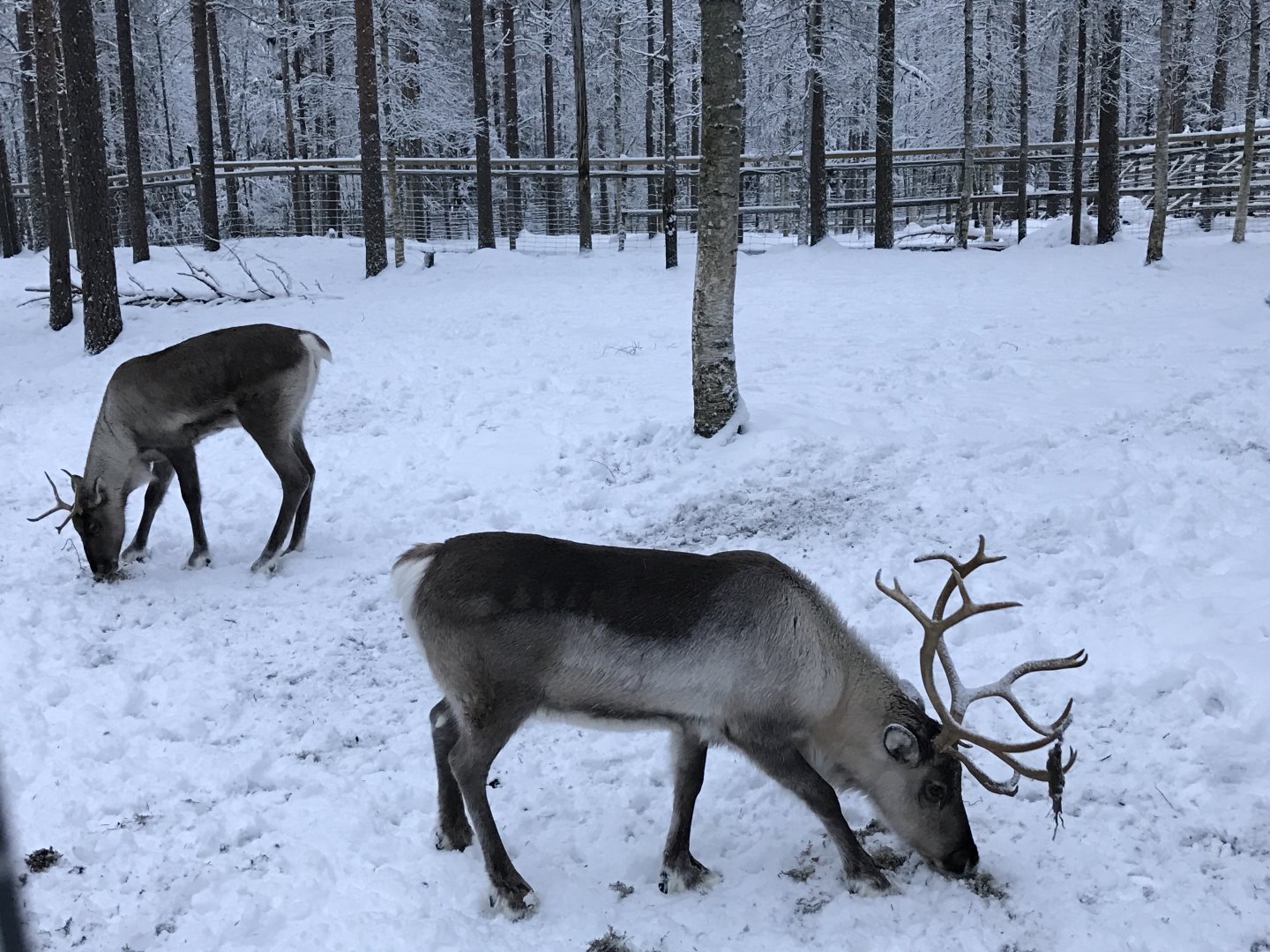 Ranua Zoo - 25th December 2016