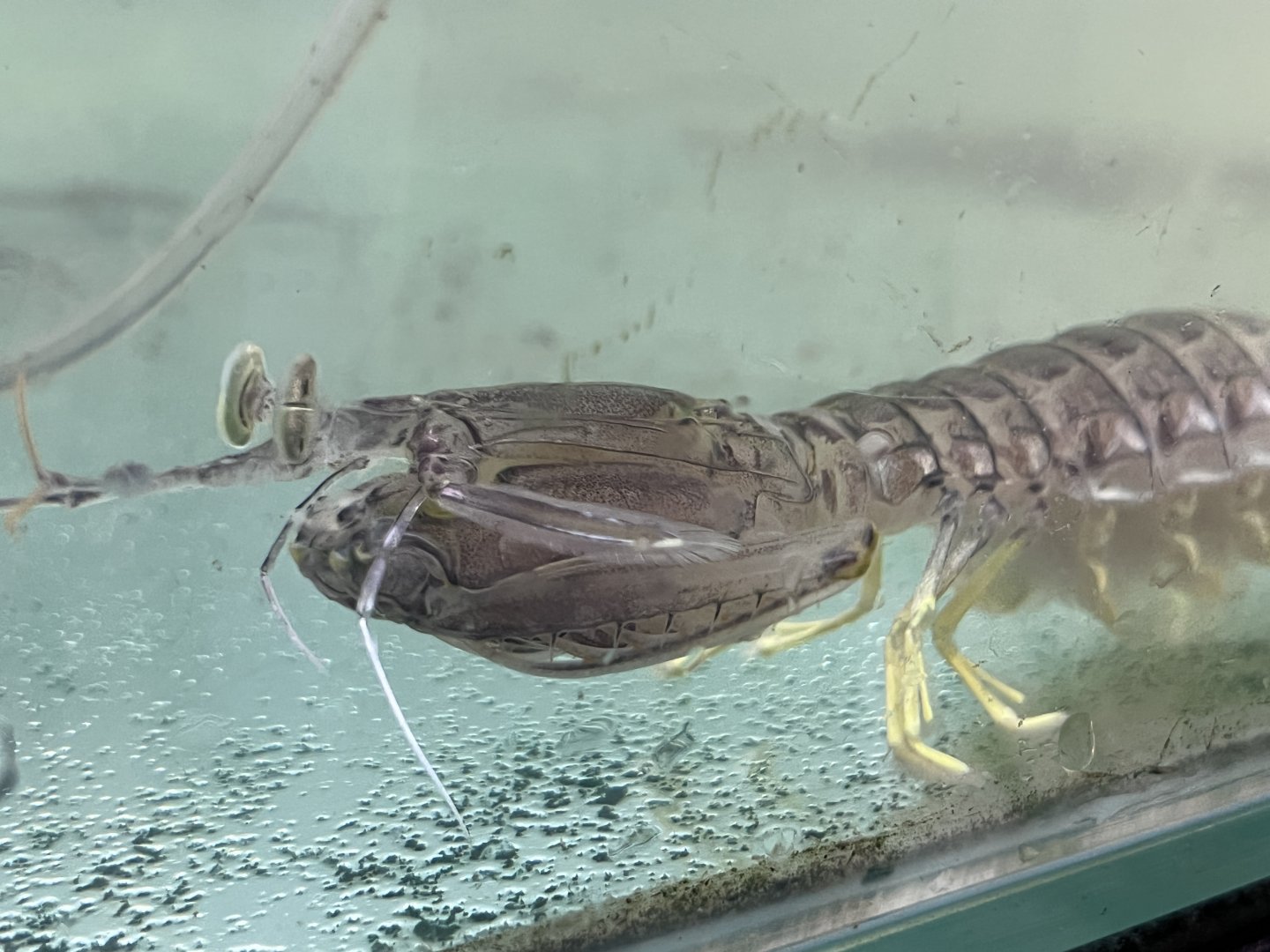 Rapacious Mantis Shrimp (Harpiosquilla harpax)