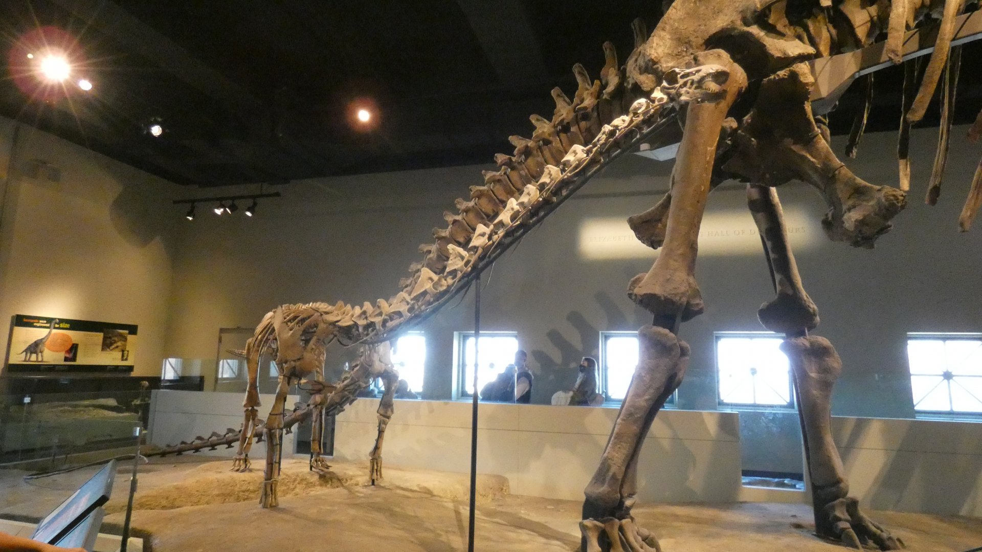 Rapetosaurus, The Hall of Dinosaurs, Evolving Planet - Feb. 2022