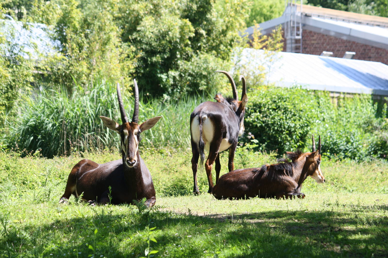 Rappenantilope - 4 June 2010