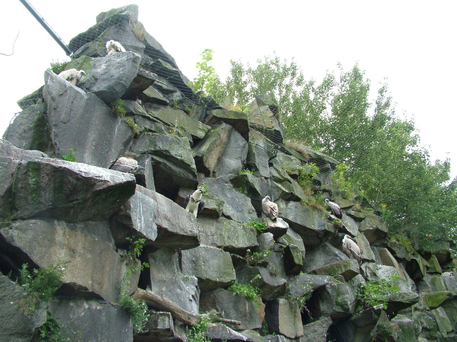 Raptor Aviary Cliffs at Tierpark Berlin, 30/08/11