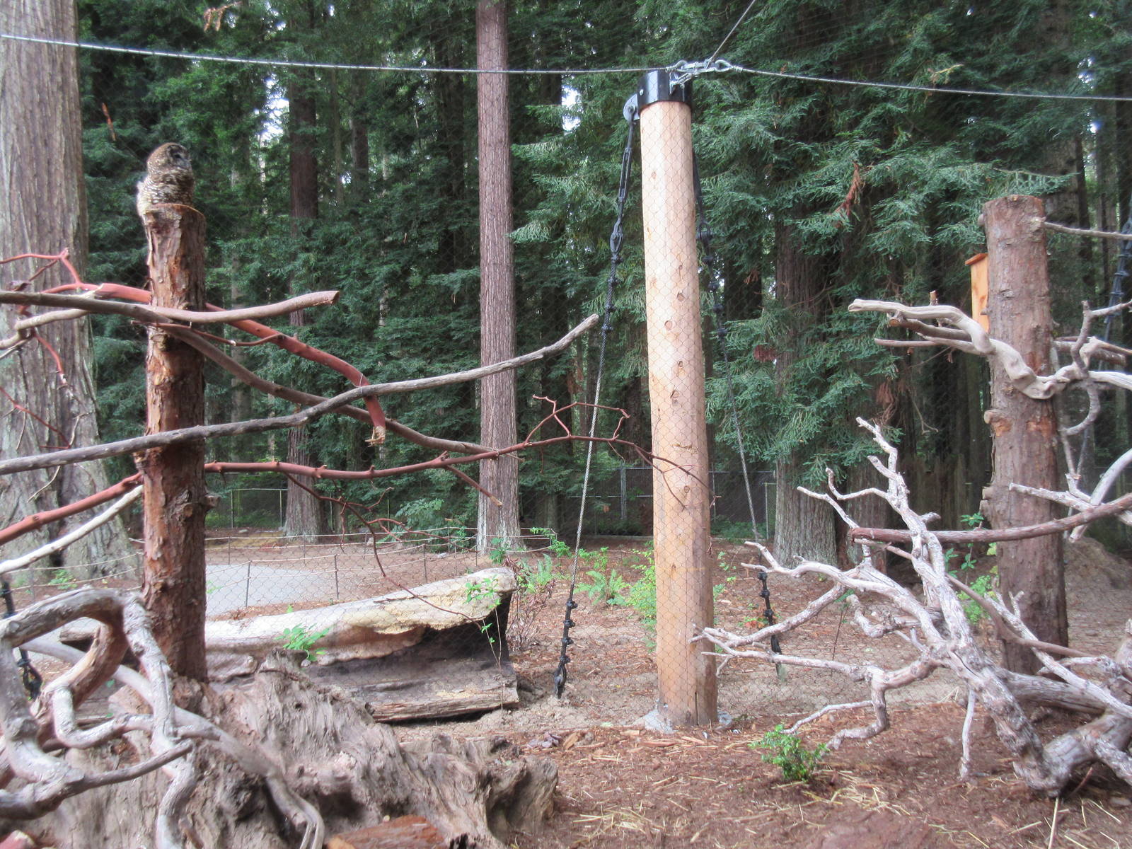 Raptor Aviary - Northern Spotted Owl/North American Porcupine Exhibit