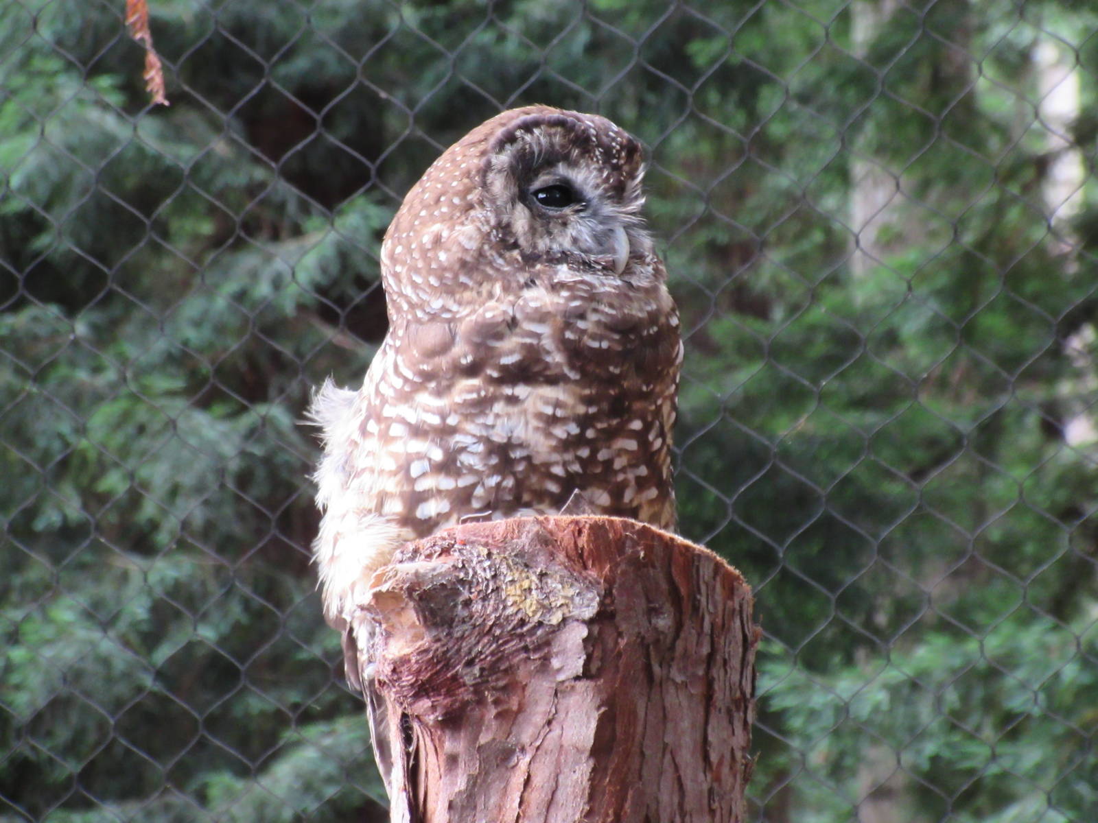 Raptor Aviary - Northern Spotted Owl