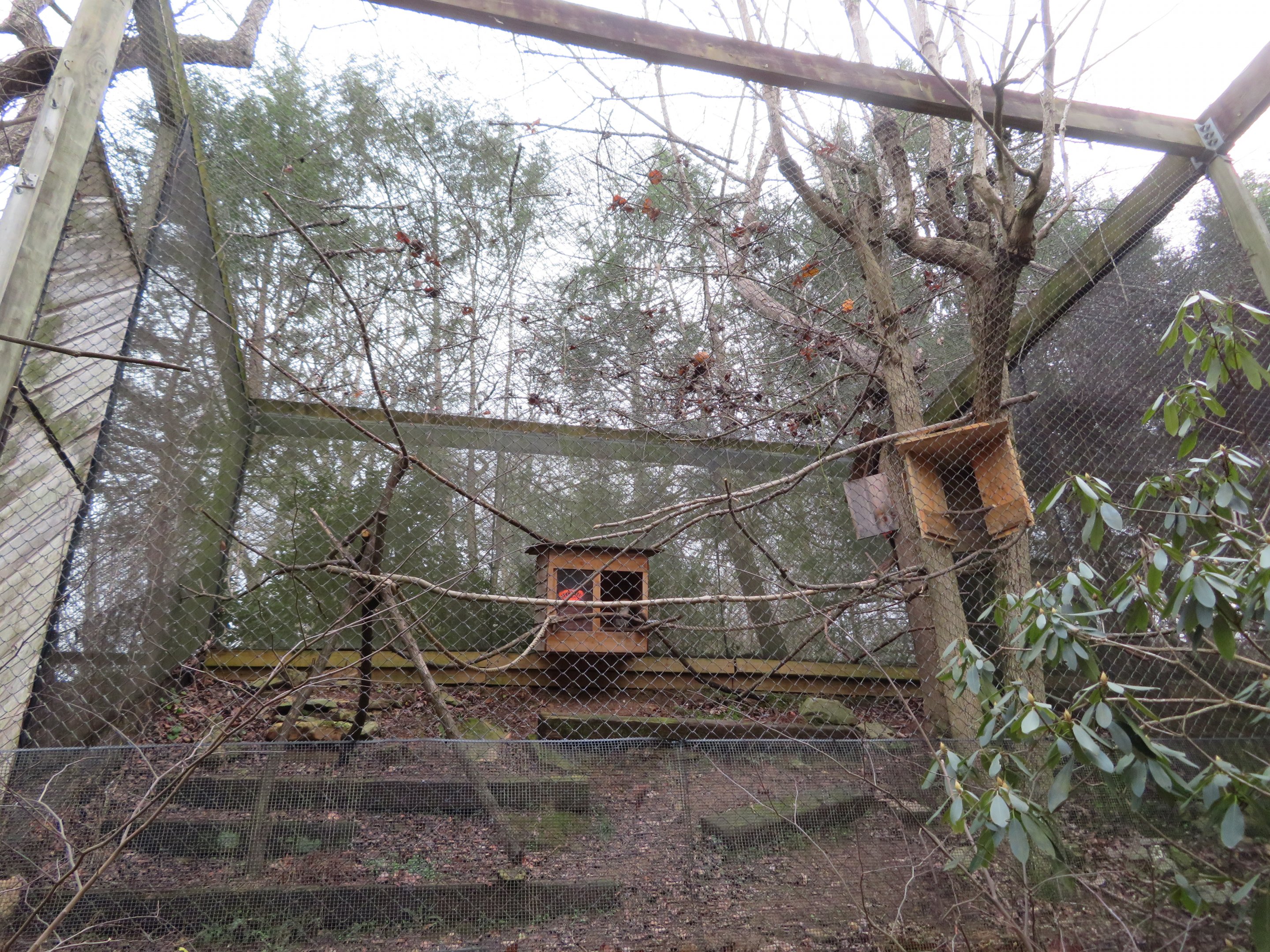 Raptor Aviary