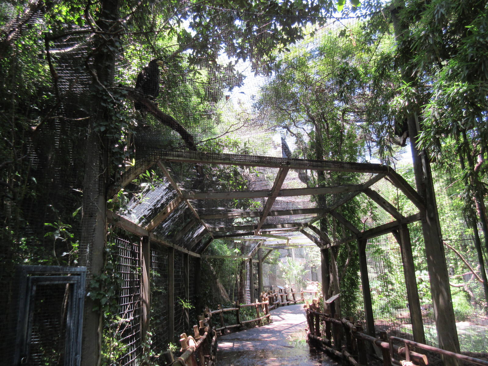 Raptor Canyon - Steller's Sea Eagle Aviary
