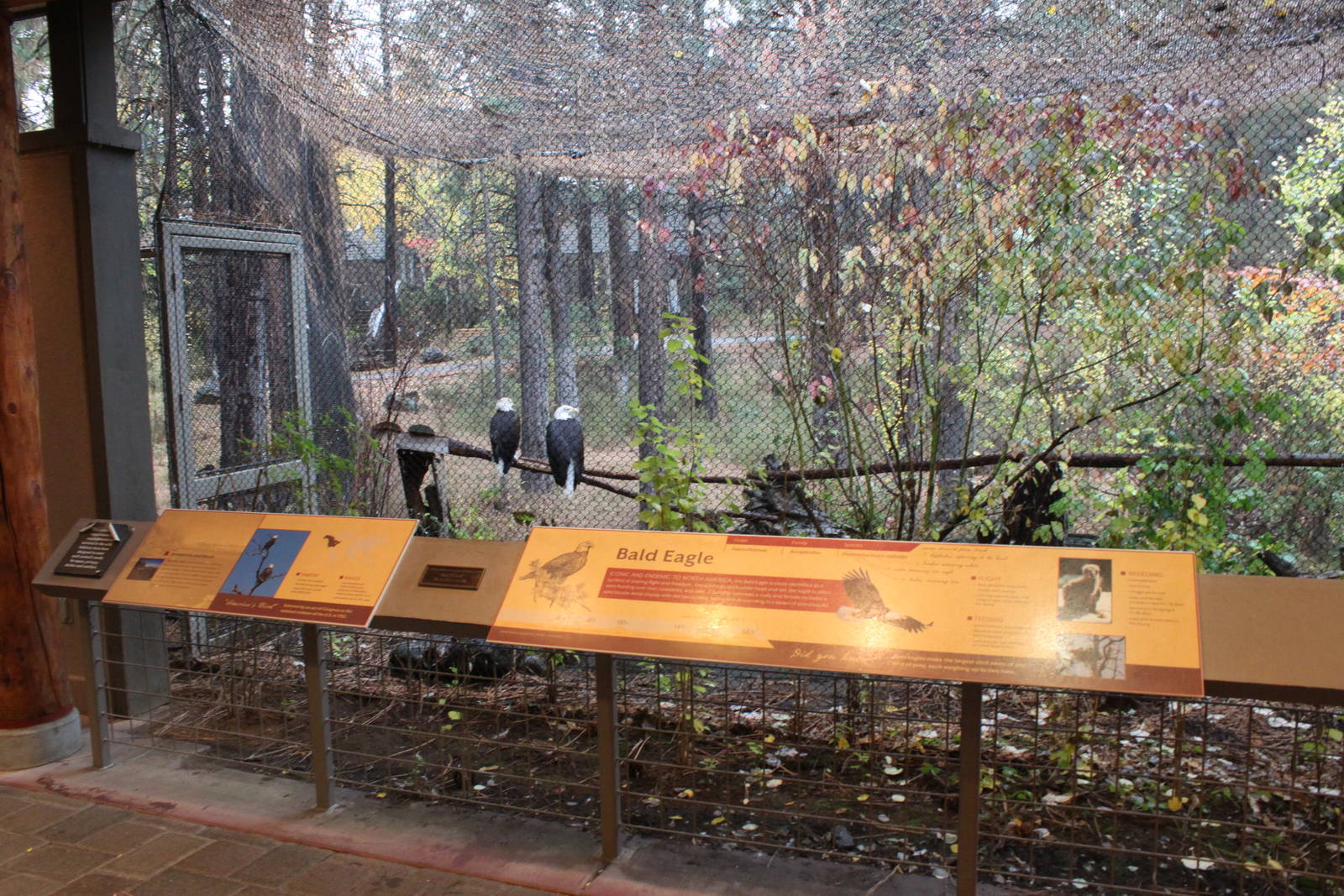 Raptor Center - Bald Eagle