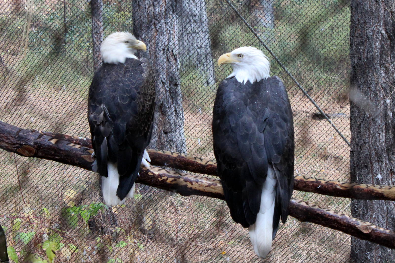 Raptor Center - Bald Eagle