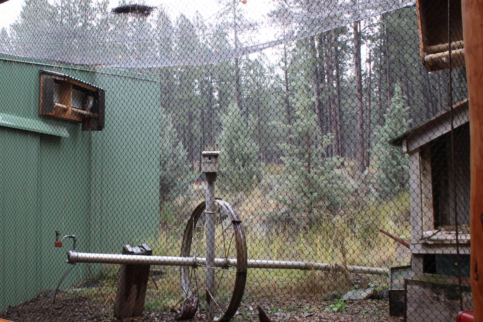 Raptor Center - Barn Owl