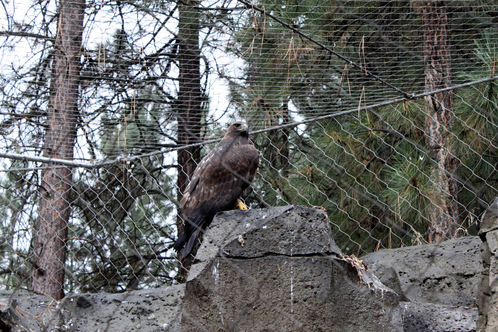 Raptor Center - Golden Eagle