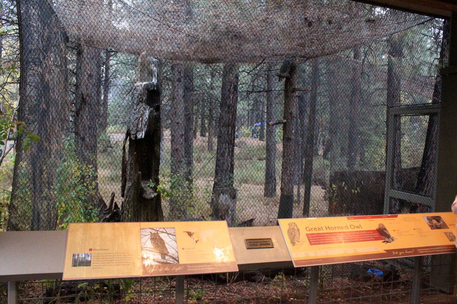 Raptor Center - Great Horned Owl