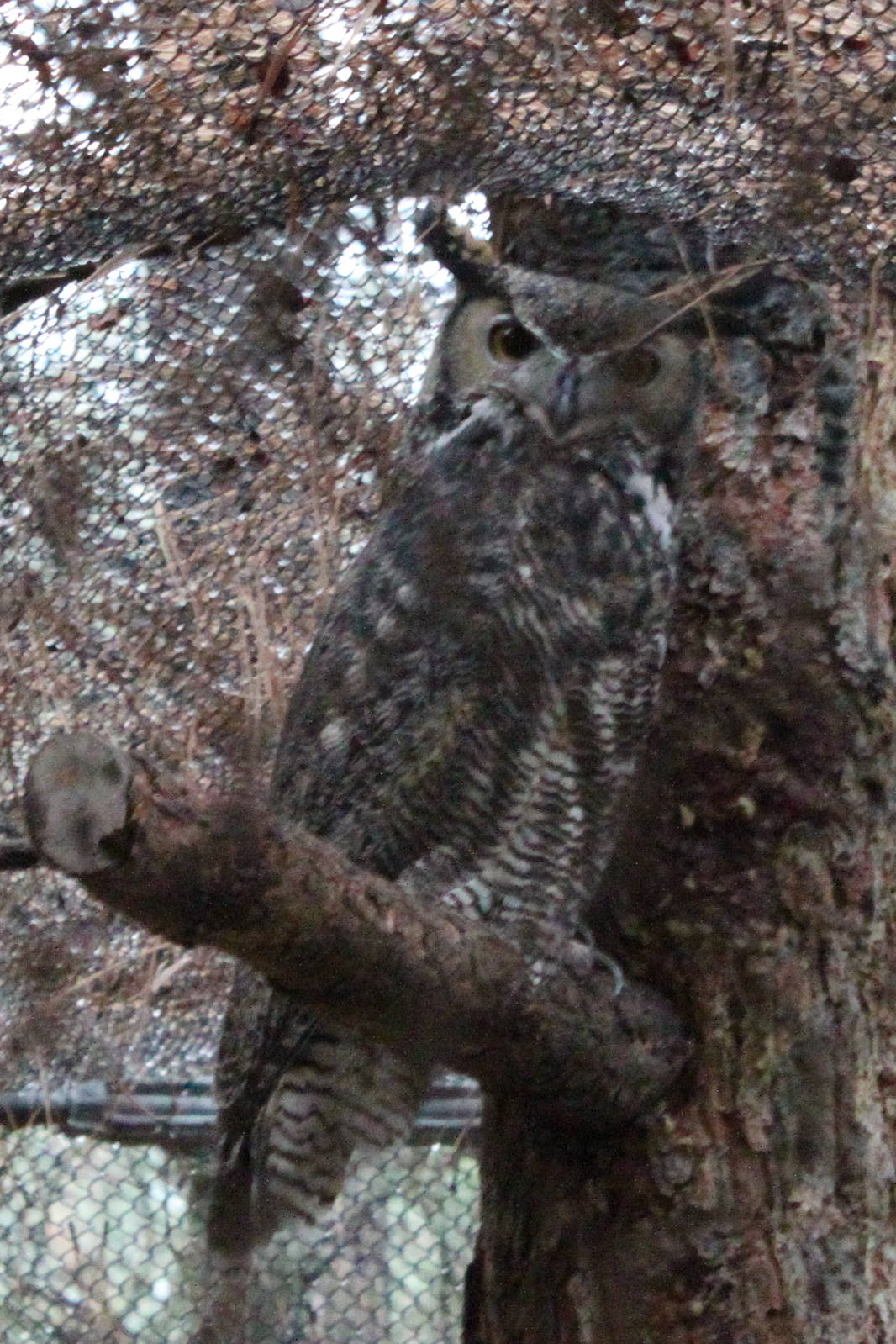 Raptor Center - Great Horned Owl