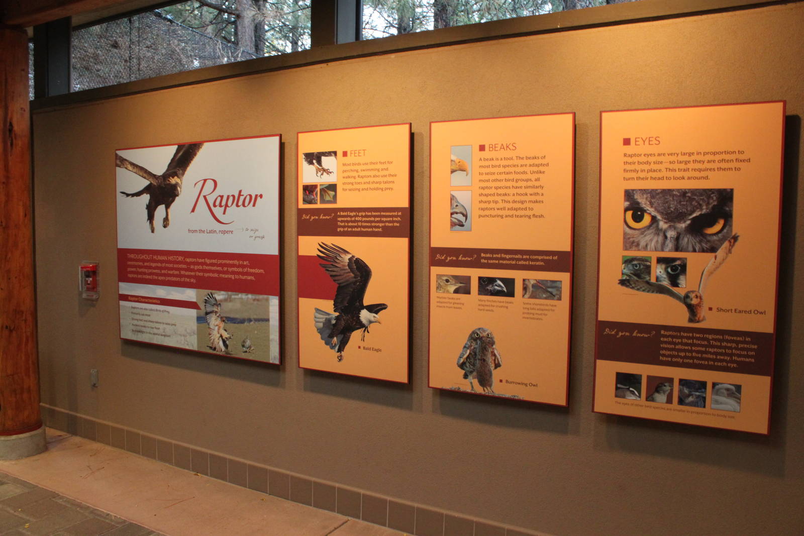 Raptor Center