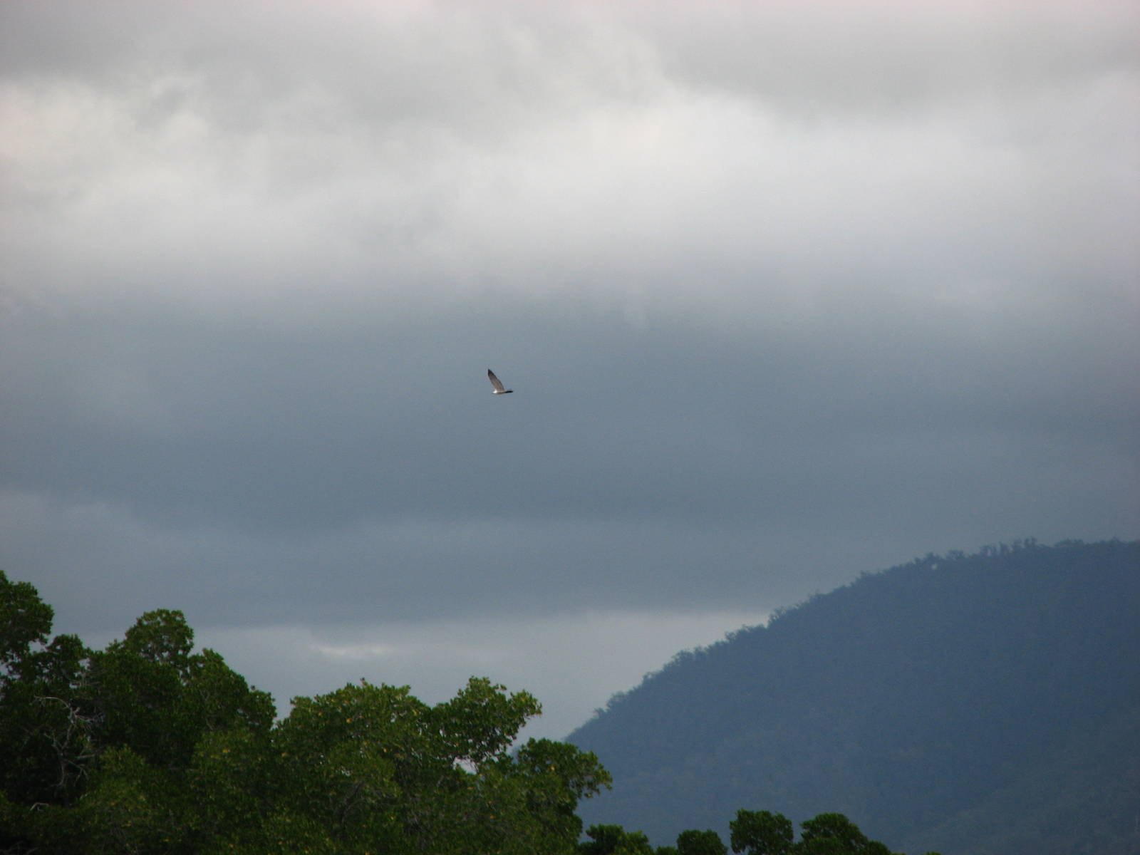 Raptor circulates above the river before striking