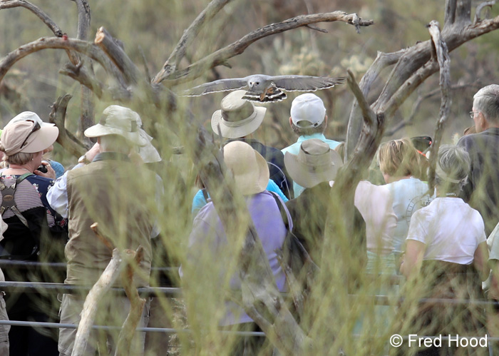 raptor demo - gray hawk over visitors