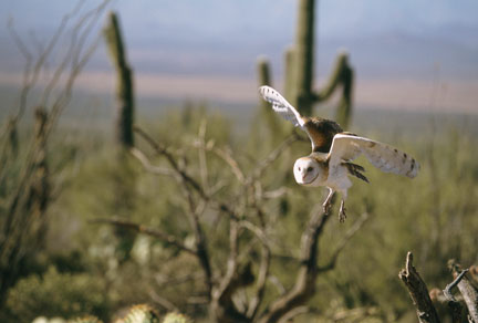 raptor free flight demo at Arizona Sonora Desert Museum
