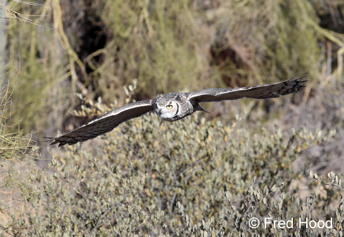 Raptor Free Flight Demo (great horned owl)