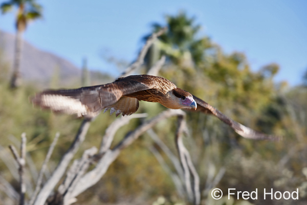 Raptor Free Flight Demo (juvenile caracara)