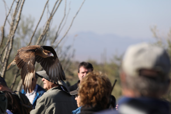 Raptor Free Flight Demo (low over visitors)
