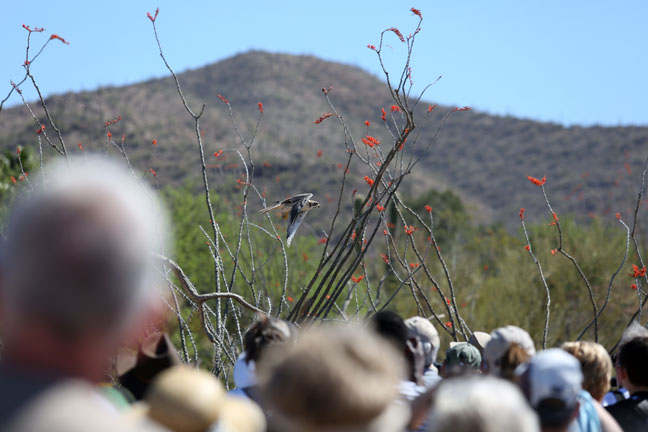 raptor free flight demo