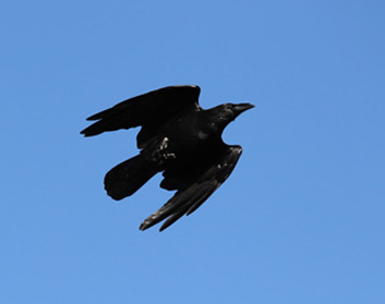 raptor free flight demo