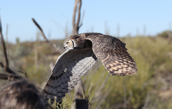 raptor free flight demo