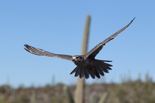 raptor free flight demo