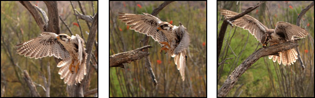 raptor free flight