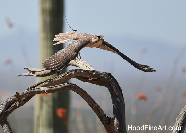 raptor free flight